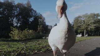 Duccky DON