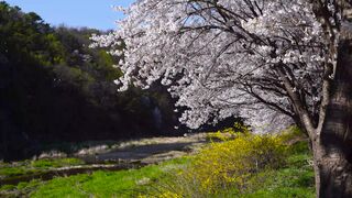 A Cherry Blossom Tree