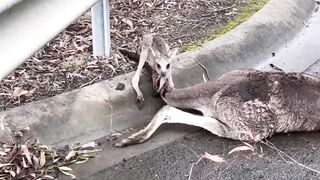 Heartbreaking on the Road Joey Mourns Its Lifeless Mother