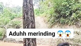 A python snake was found.