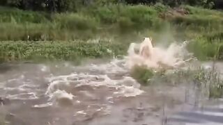 This white lion truly exudes extraordinary charm