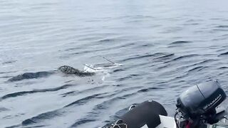Brave Men Rescue Sea Turtle Trapped in Fishing Net