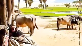 Animated video 122