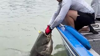Giant Catfish Caught from the Boat  Monster Freshwater Catch