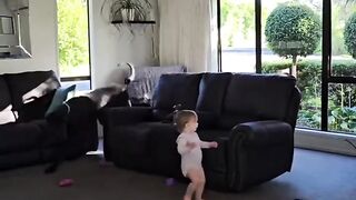 Funny dog 69