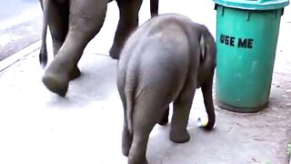Smart Baby Elephant Shocks The World