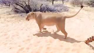 Man and Lion Reunite with Pure Love
