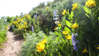 Hike Through Wildflower Trail