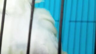 bazrigar