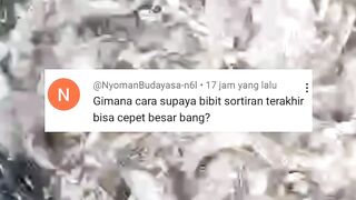 Bibit lele SORTIRAN terakhir bisa CEPAT besar Begini caranya