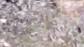 Berapa kadar OKSIGEN pada air kolam ikan lele