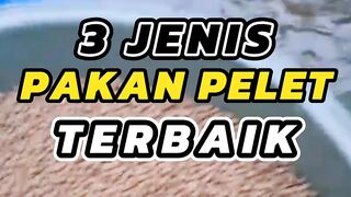 3 Jenis pakan pelet terbaik sepanjang masaApakah kalian menggunakannya