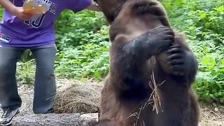 Man Befriends a Wild Black Bear
