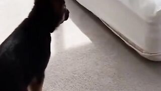 Funny dog cute