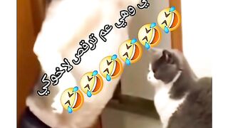 كلاب مضحكة