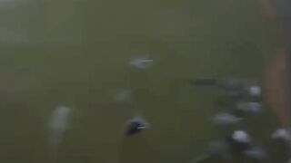 Jika ikan lele bermasalah setelah disortir jangan salahkan sortir nya tapi koreksi caranya