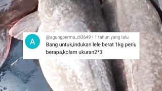 Investasi 6-7 kolam kita bisa menjalankan 2 segmen usaha lele sekaligus
