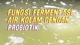 Fungsi Fermentasi air kolam dengan probiotik sebelum tebar bibit lele