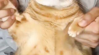 Cute cat 141
