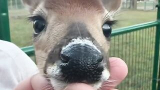 Sweet little deer
