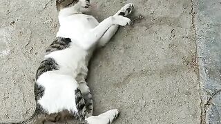 Cat funny video.