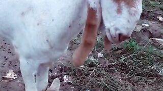 Funny  video