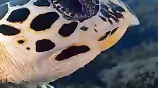 A peaceful moment with a beautiful #hawksbill sea turtle ????????  ????: