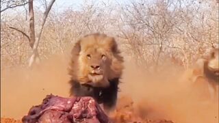 Hungary Lion's amazing movement and informative video
