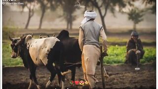 Beautiful video of the farmar