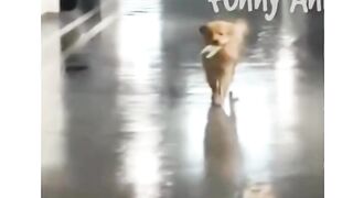 Laugh funny Laugh ???? #funny  #funnyvideos  #haha  #animals  #cat  #dog  #pet #foryou  #viral