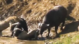 30 Times Animals Messed With The Wrong Opponent !