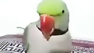 parrot tiking