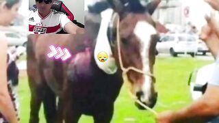 Veja o que vez esses cristãos Patriotários Otários vagabundos fez com o animal
