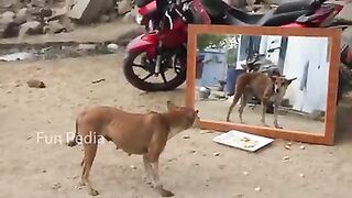 Mirror prank