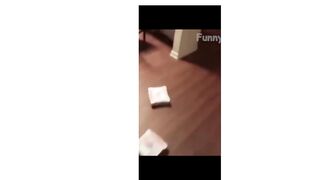 Hilarious funny hilarious ???? #funny #funnyvideo #haha #animals #cat #dog #pet #foryou #viral