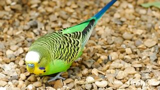 Beautiful Bird parrot
