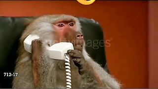 Funny monkey