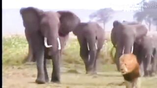 Lion fight