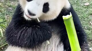 Pandas eat bamboo shoots Collection-2