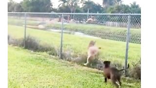 Laugh funny Laugh ???? #funny  #funnyvideos  #haha  #animals  #cat  #dog  #pet   #viralshorts #shorts