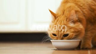 Cute Ginger Cat