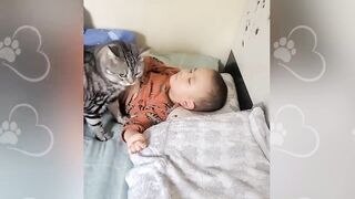 Cute CATS Won't Sleep Until They Cuddles with Their Human - Cute Cats And Owners Sleep Together