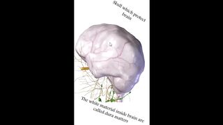 nervous system