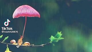 Tiktok video rainy day