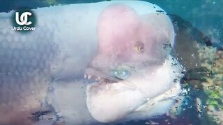 Asian Sheepshead wrasse