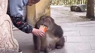 Monkey????????????????????????????