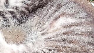 Anak kucing lucu