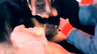 Funny dog cute 2
