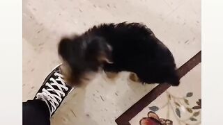 Funny dog cute love
