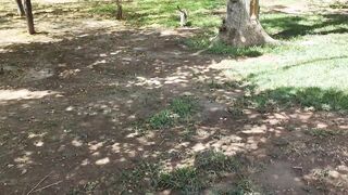 cats in the afternoon!